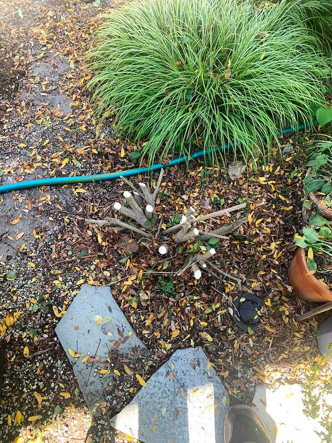 Garden bed after shrub removal, with overgrown shrubs cut back to the stumps