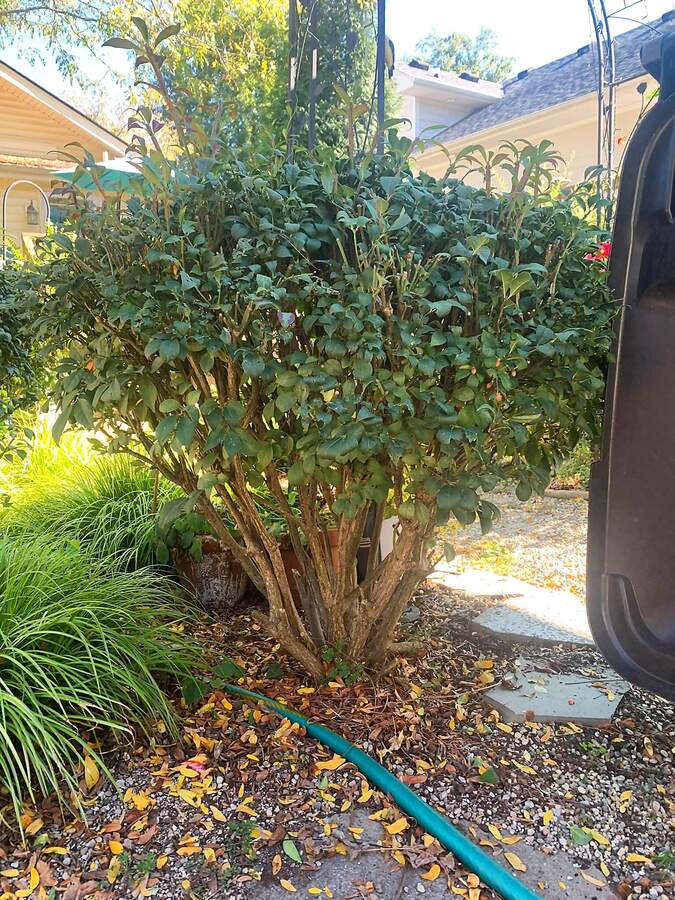 Overgrown shrub crowding a side-yard garden bed before trimming