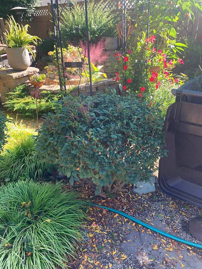 Backyard garden beds cleaned up, with shrubs trimmed back from the path